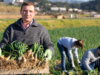 farmers in field with vegetables